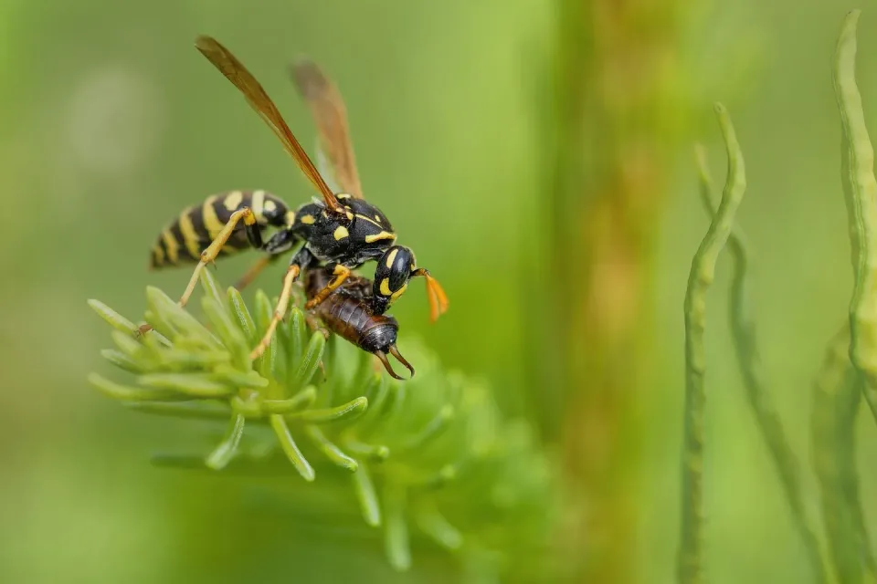 Paper Wasp — Pest Control