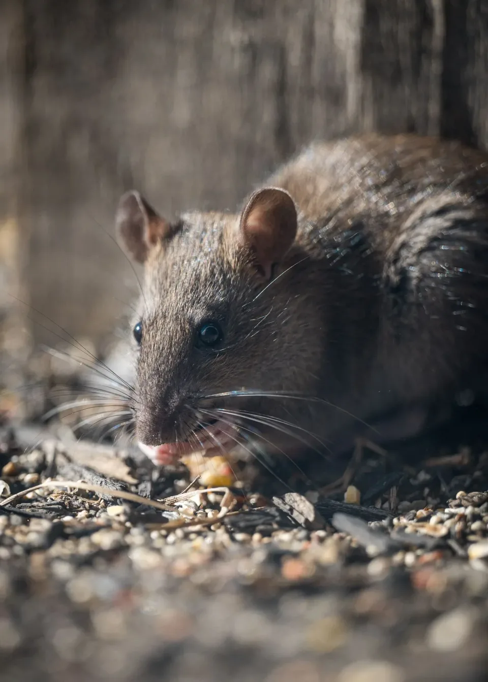 Rat — Pest Control