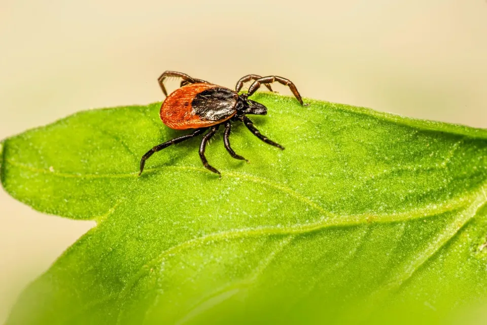 Tick — Pest Control Tick — Pest Control