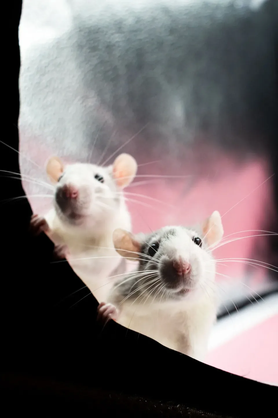 Two Rats — Pest Control